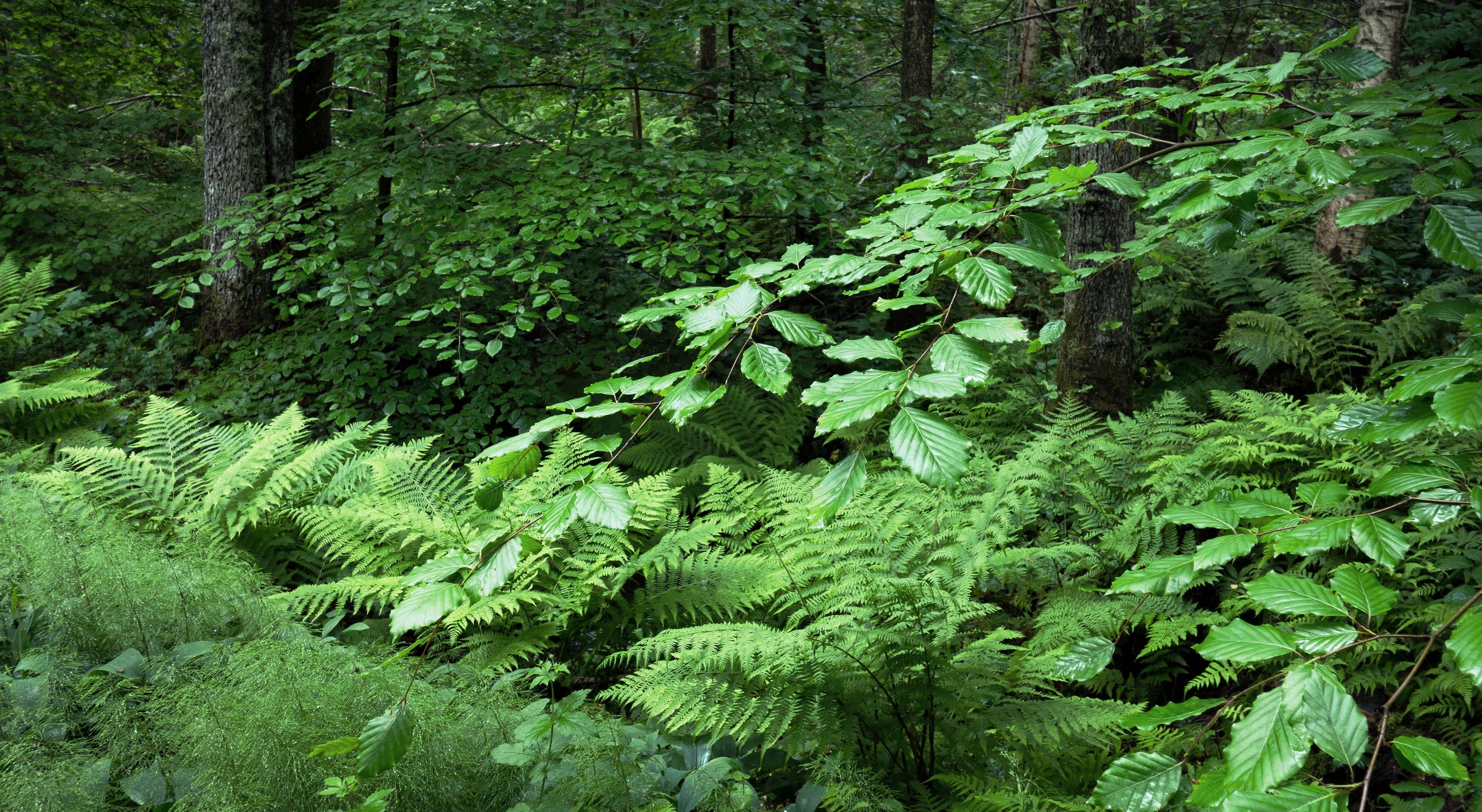 Fougères denses et jeunes feuilles de hêtre dans une forêt d’un vert profond.
