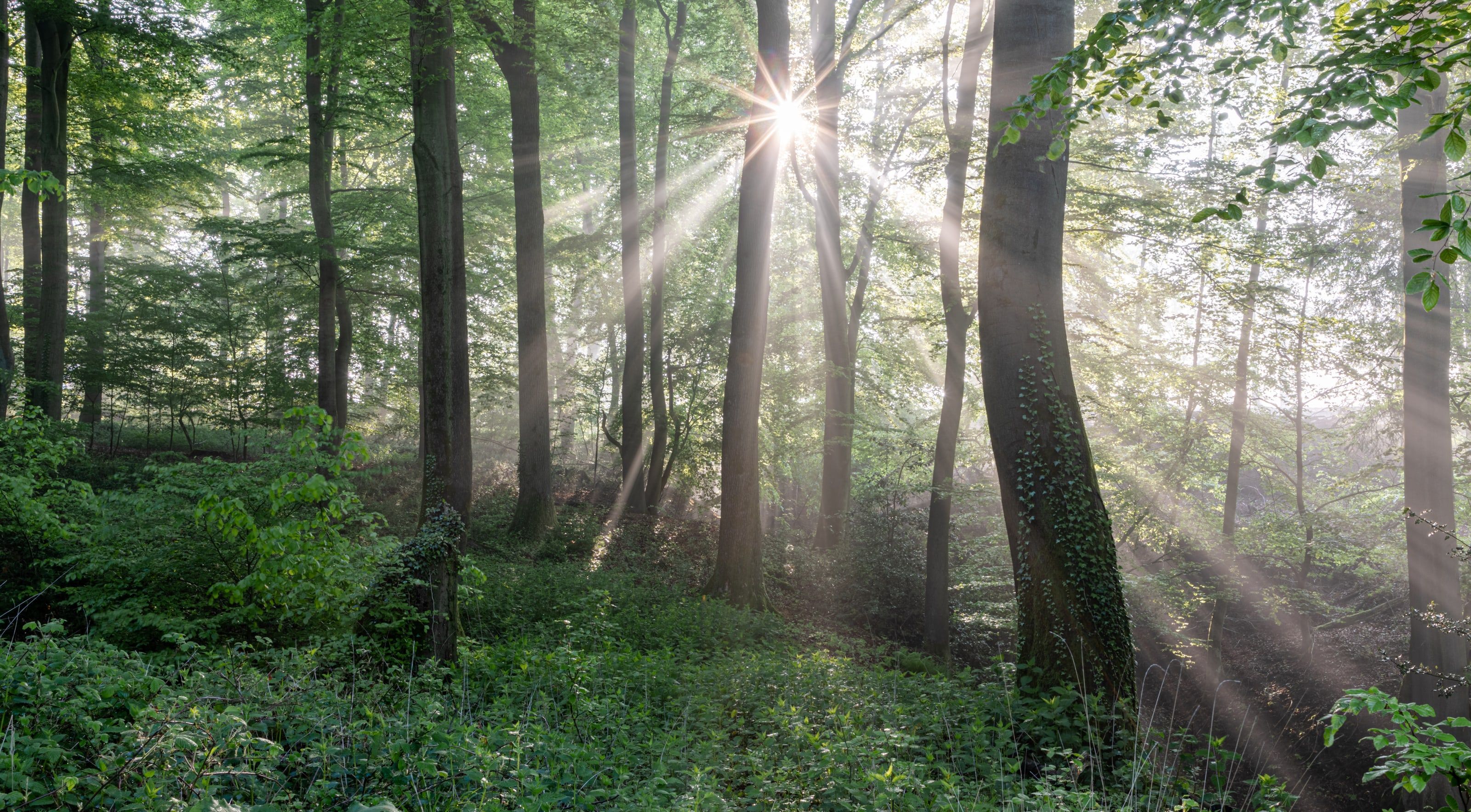 Le soleil du matin qui filtre en rayons entre de hauts troncs de hêtres sur un sous-bois vert.