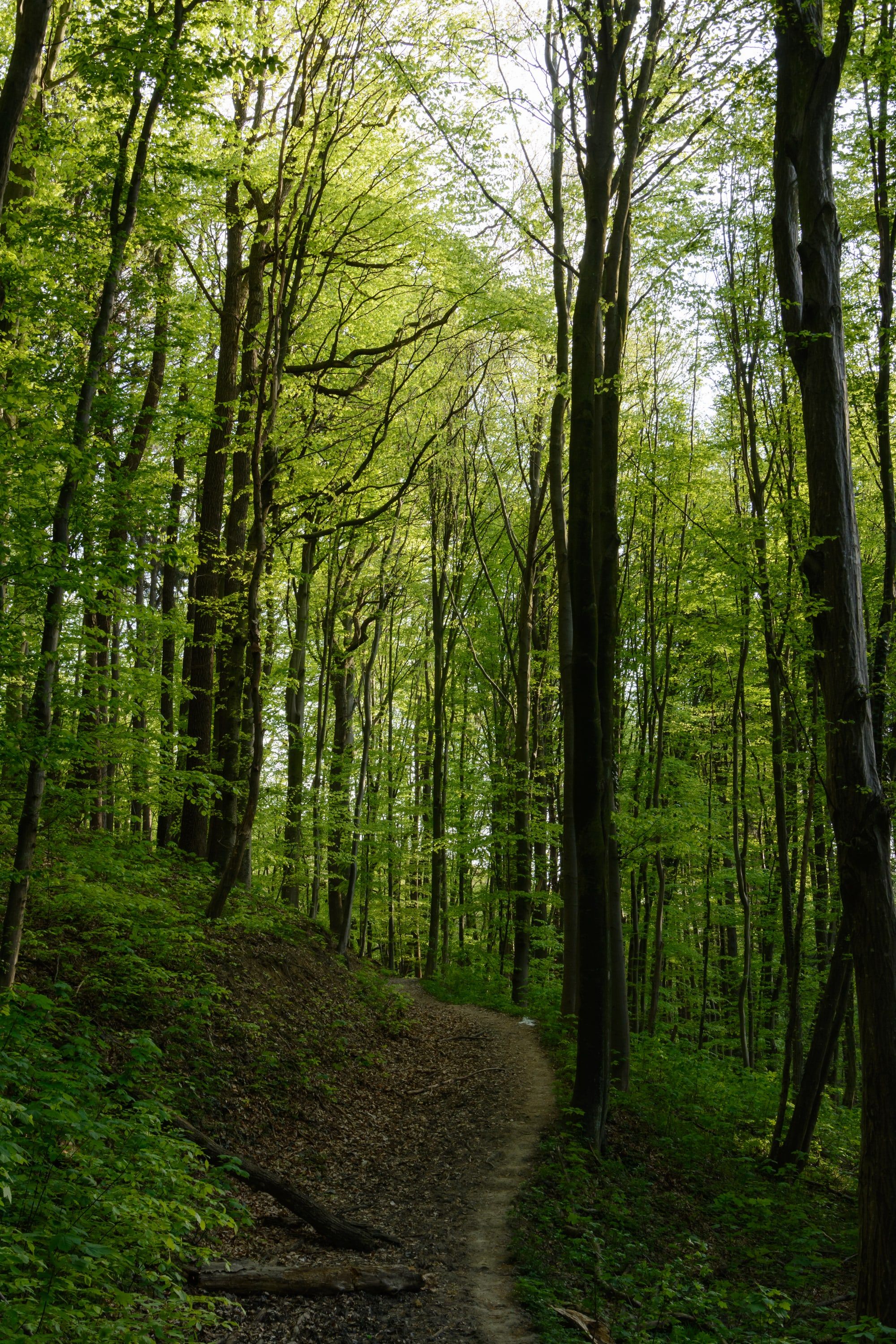 Un étroit sentier qui s’enfonce au printemps dans une hêtraie d’un vert tendre.